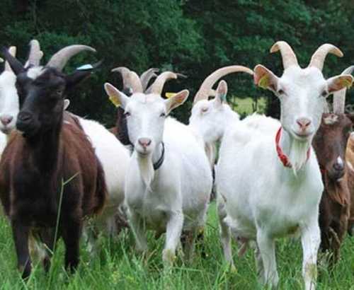 Goat Farming Project Development Services By Agro Soldier Poultry Farm