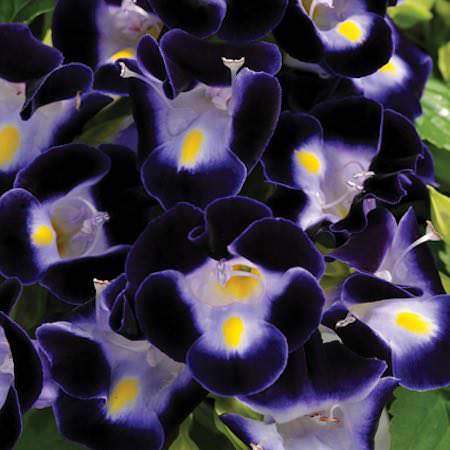 Torenia Wishbone Flower