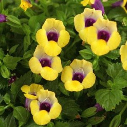 Wishbone Flower - Annual Plant, 6 to 12 Inches Tall, Pale Lavender and Dark Purple Flowers, Blooms from June to Frost, Part Shade to Full Shade