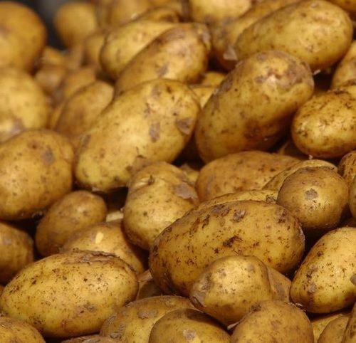 Yellow Natural Shape Fresh Potato