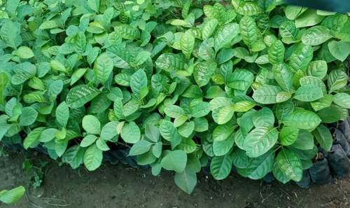 Khandu Chakka Herbal Plant