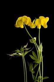 Birdsfoot Trefoil