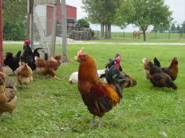 Free Range Country Chicken