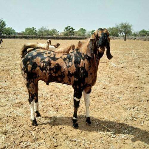 White-Brown-Mix Black Gujari Goat