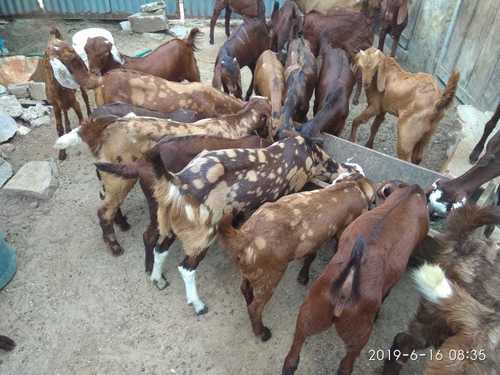 Mix Colour Sirohi Goat