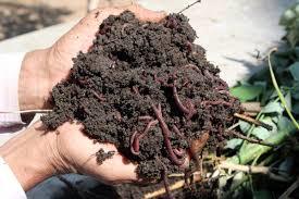 Vermicompost Powder Usage: Agricluther