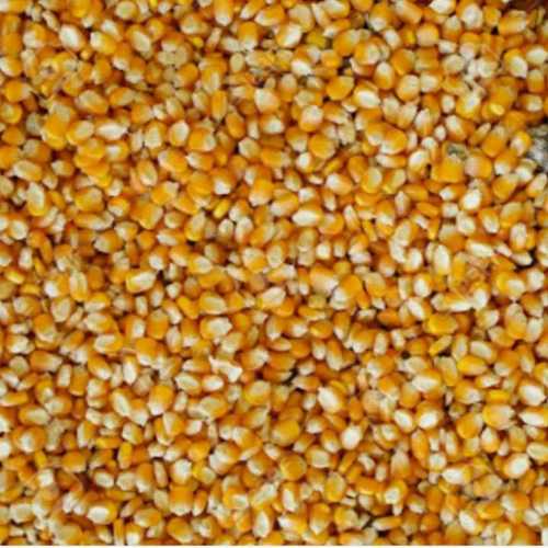 Yellow Dried Raw Corn Seeds