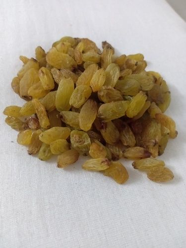 Short Golden Color Dry Raisins