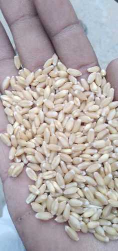 White Milling Wheat Grain