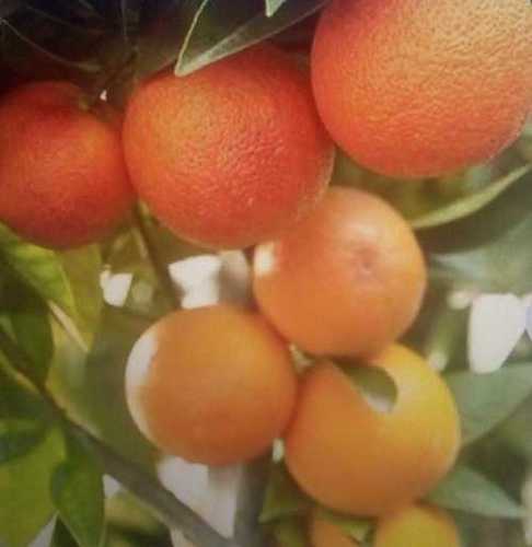 Fresh Juicy Orange Fruits 