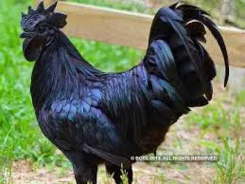 High Protein Black Kadaknath