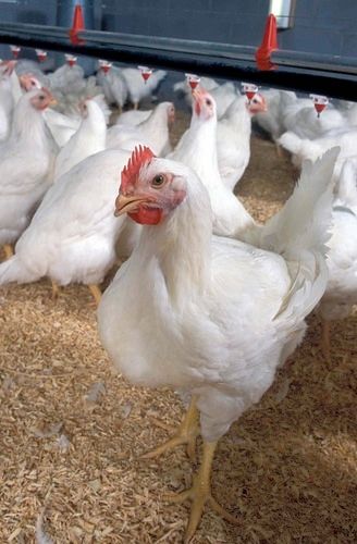 White Poultry Broiler Chicken Gender: Both