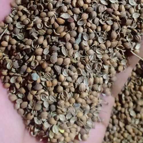 Natural Dried Coriander Seeds