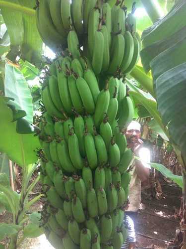 Open Air Natural Raw Green Banana