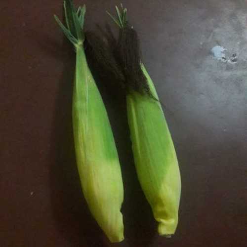 Common Natural Yellow Sweet Corn