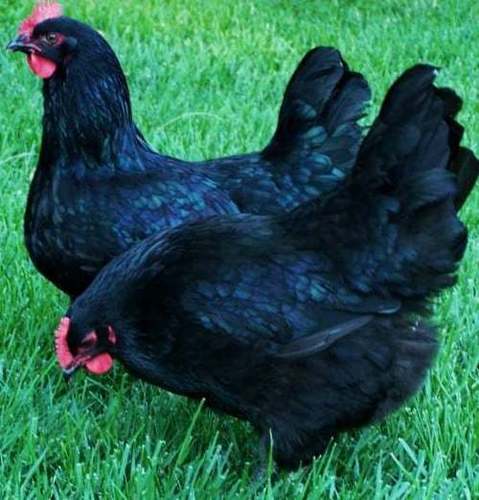 Kadaknath Poultry Black Chicks