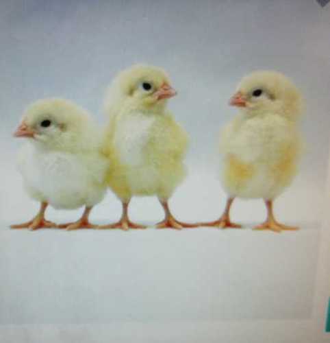 White Poultry Farm Chicks