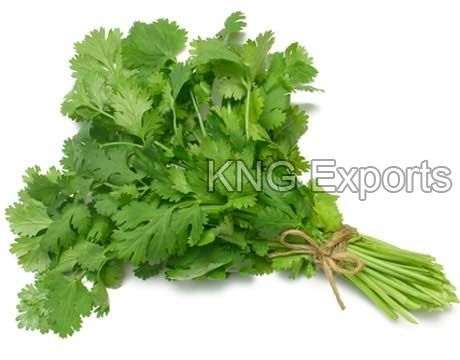 Fresh Organic Coriander Leaves