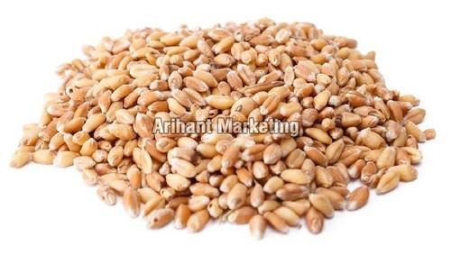 Organic Dried Raw Wheat Seed