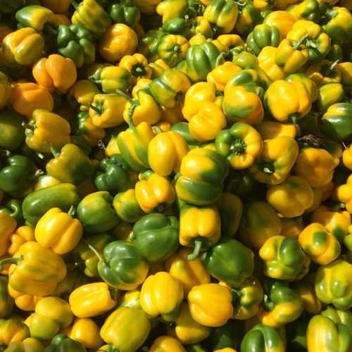 Garden Fresh Yellow Capsicum