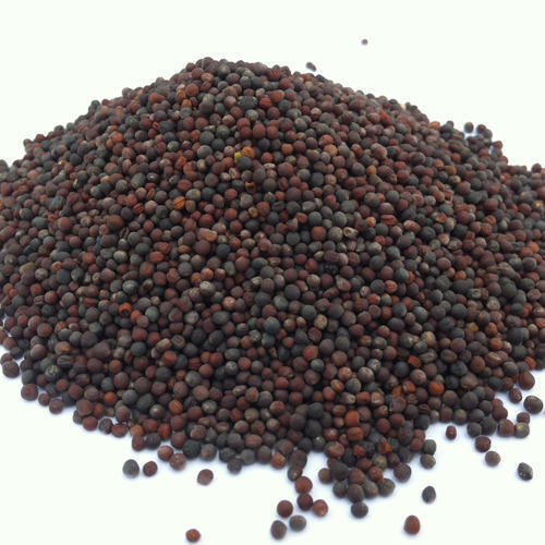 Organic Rapeseed Canola Seeds Purity: Highly