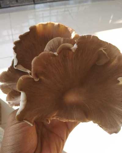 White Sun Dried Oyster Mushroom