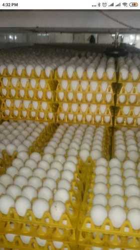 White Shell Chicken Eggs Egg Size: Various Sizes Are Available