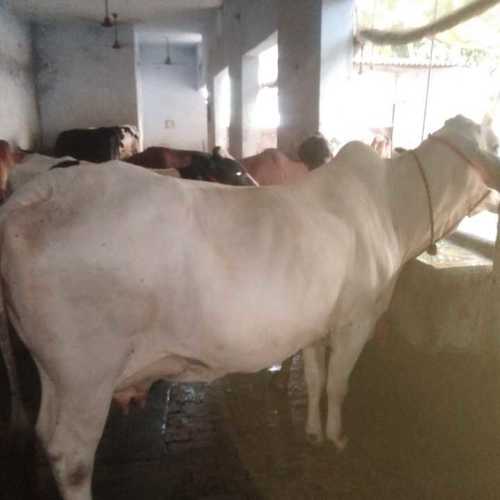 बिहार के लिए थारपारकर गाय