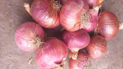 Fresh Red and Pink Onion