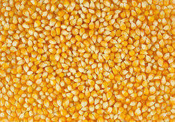 High In Protein Dry Maize
