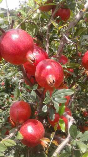 Pesticide Free Fresh Pomegranate