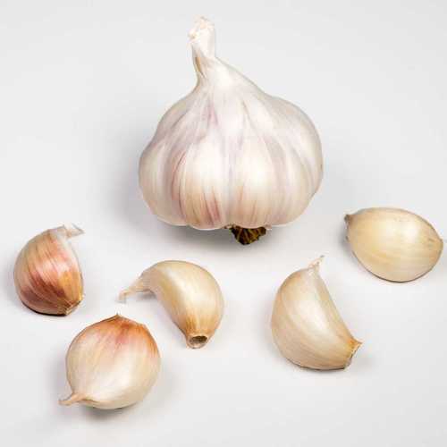 Natural White Fresh Garlic