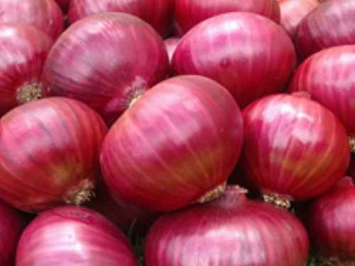 Organic Fresh Red Onion - Oval-Round Shape, Grade A Quality | No Artificial Flavor, No Preservatives, Common Cultivation Type, Raw Processing, Ideal for Cooking