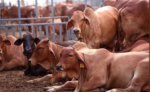 Sahiwal Cow Supplier In India