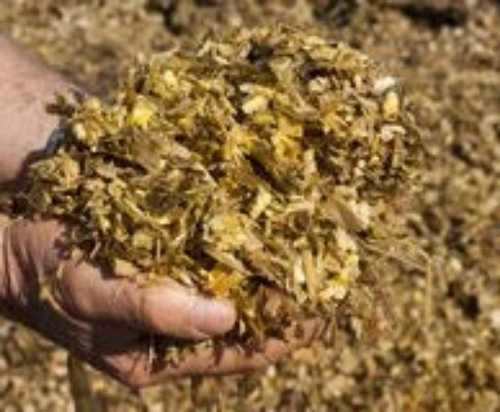 Green Feed Grade Nutrimeal Corns Silage 