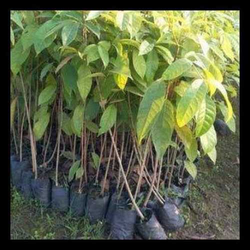 Sagwan Plants (Teak) Size: Various Sizes Are Available