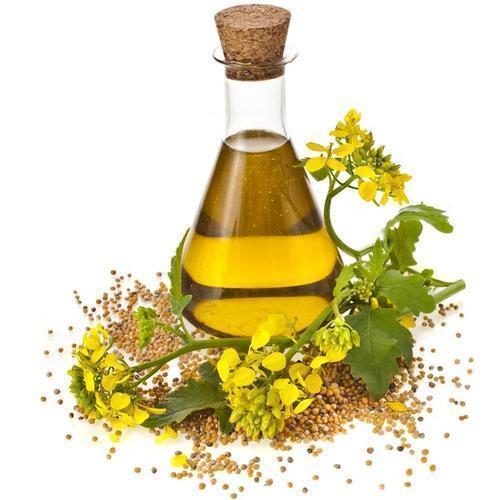 100% Pure and Fresh Water Insoluble Fennel Seeds Oil