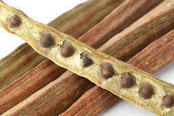 Brown Color Moringa Pods