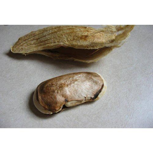 Dried Mango Seeds