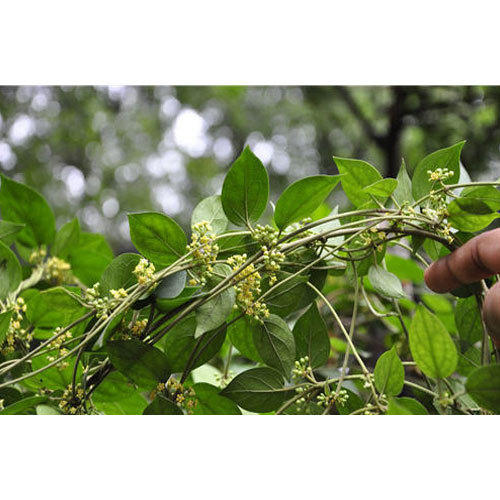 Gymnema Sylvestre Leaves Grade: Medicine