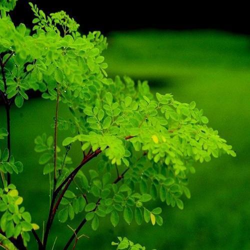 Moringa Oleifera Herbs