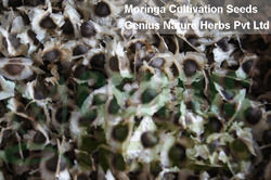 Common Moringa Oliefera Hybrid Seeds