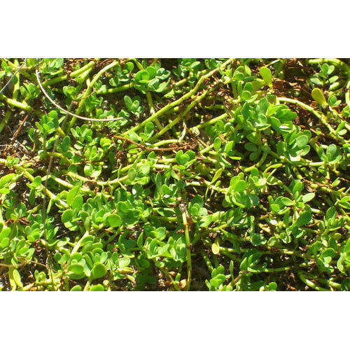 Natural Bacopa Leaf