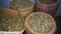 Organic Moringa Tree Seeds