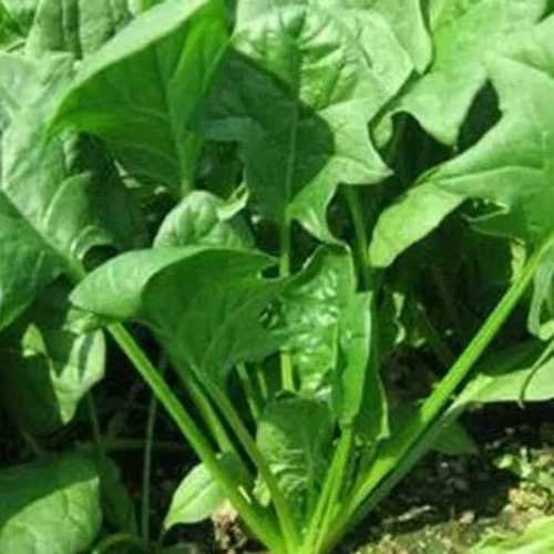 Green Tej-Hari Rani Palak Seed (Spinach)