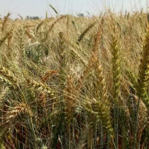 Tej-samrat Wheat Seed