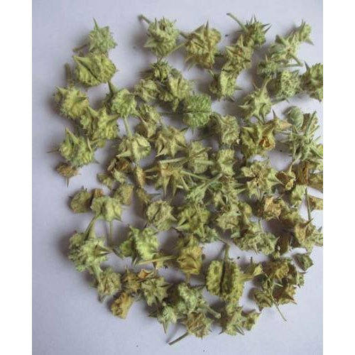 Tribulus Terrestris Herbs