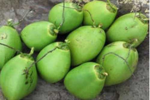 Organic Fresh Green Raw Coconut