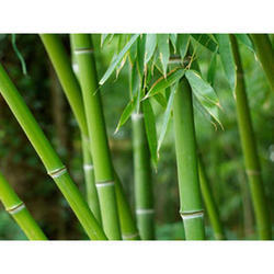 Natural Bamboo Extract