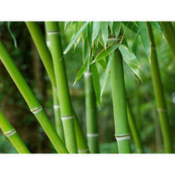 Fresh Herbs Natural Bamboo Extract